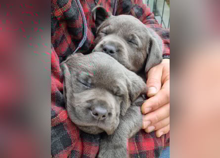 Labrador Retriever chacoral/Silber