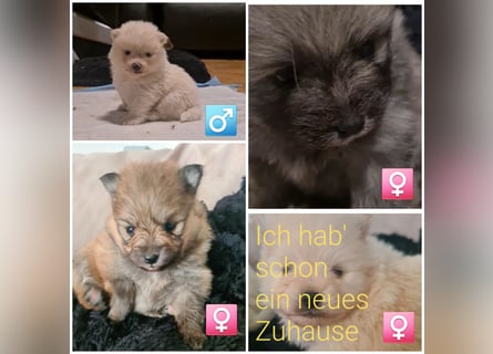 zuckersüße Pomeranianwelpe