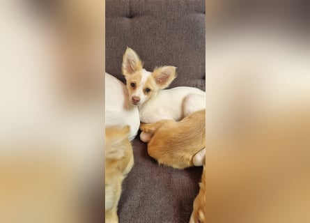 Chihuahua Welpen zu verkaufen