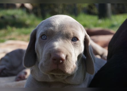 zuckersüße Weimaranerwelpen