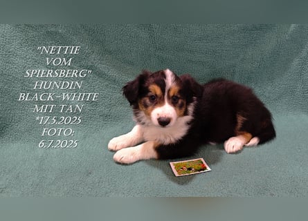 Border Collie-Welpen , black-,choco-,red-white und red-,black-merle