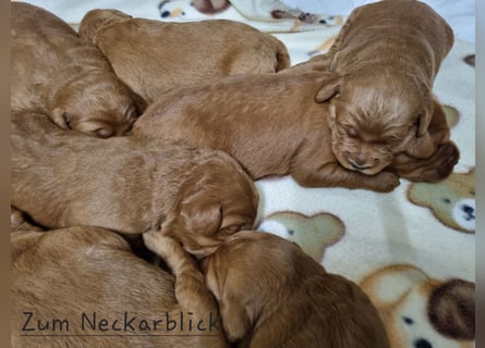 Labradoodle F1 Welpen aus Familienzucht vom Züchter 