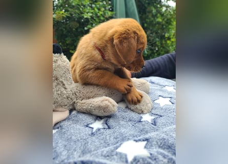 Zauberhafte Labradorwelpen, foxred