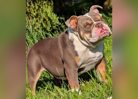 english Bulldogwelpen (Rarität!!)