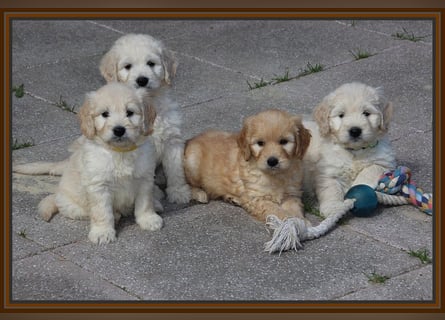 GOLDENDOODLE Traum ! Bezaubernde Welpen aus langjähriger+überprüfter Familienaufzucht.