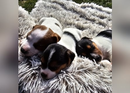 5 wunderschöne Jack Russel Terrier Welpen