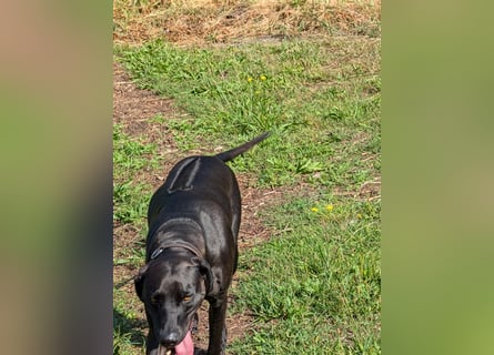 Rhodesian Ridgeback - Weimaraner