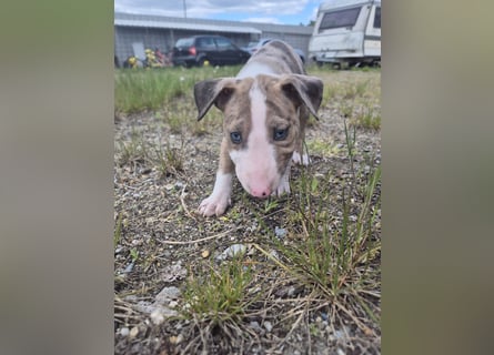 Mini bullterrier - Australian shepherd mix welpen
