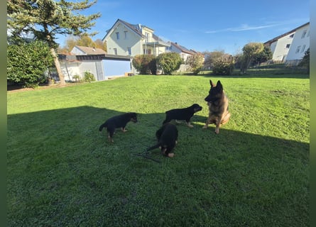 Rottweiler Schäferhund Mix