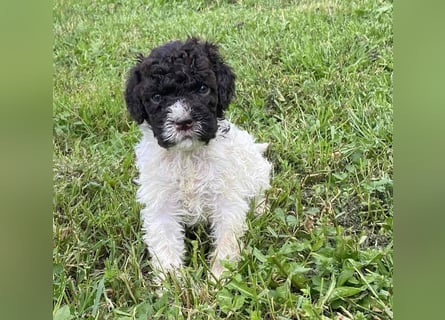 Lagotto Romagnolo, Welpen von ausgezeichneter Qualität