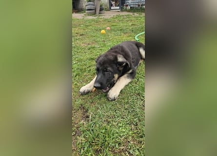 Osteuropäische Schäferhund Welpen
