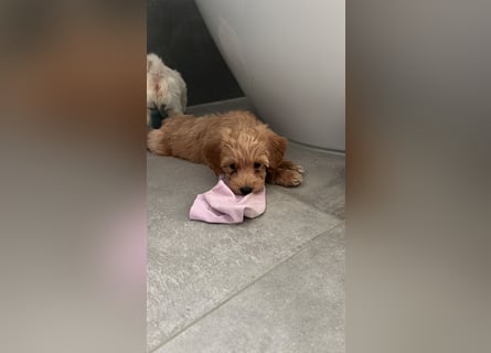 Maltipoo - Welpen - Rüden und Hündin