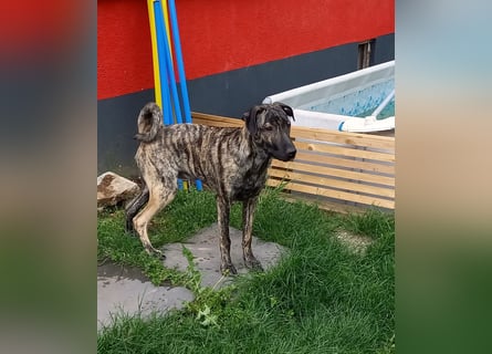 wunderschöner Hütehund Rüde 5 Monate sucht noch ein Zuhause