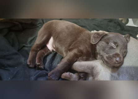 Reinrassige Labrador Welpen Arbeitslinie