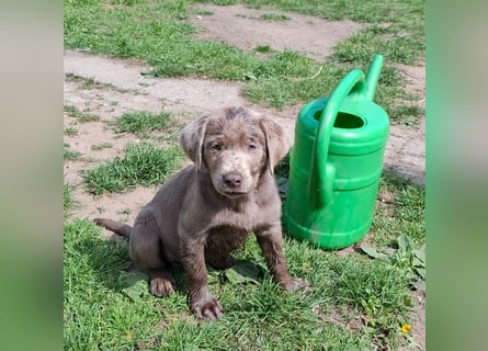 Typvolle Labrador Welpen in silver
