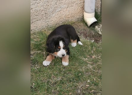 Berner Sennen Welpen