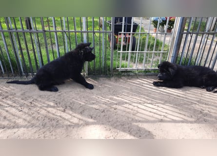 Altdeutsche Schäferhund Welpen