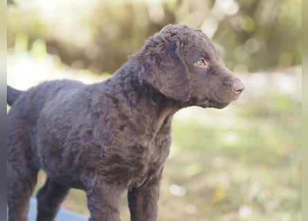 Curly Coated Retriever – braune Rüden (8 Wochen) aus dem Zwinger Cornrow