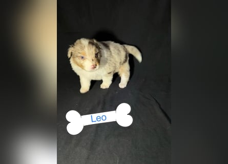 8 Australian Sheperd Welpen