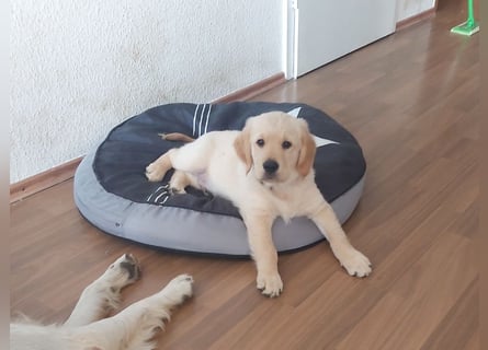 Golden Retriever Welpen/Creme x Dark Golden