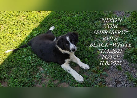Border Collie-Welpen , black-,red-white und red-merle