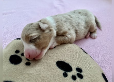 Red Merle Hündin, Australian Shepherd