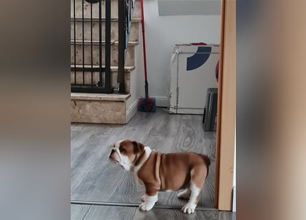 Englische Bulldogge