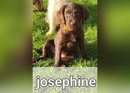 Abgabebereite F1 Labradoodle Welpen mit Ahnentafel + Gesundheitszeugnis in Schoko, schwarz + blond