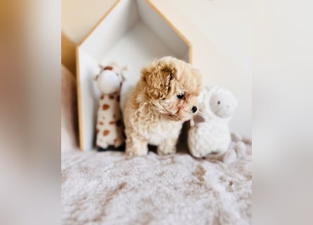 Maltipoo Pudel Malteser