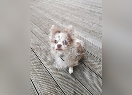 Verschmuster Chihuahua Rüde
