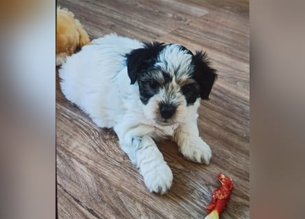 Welpen Malteser Rasse mit Foxterrier Rasse