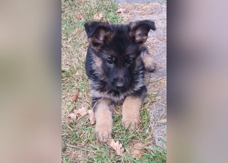 Schäferhund-Welpen 1 Rüde, 8 Hündinnen zu verkaufen