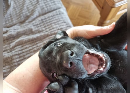 Labradorwelpen suchen bestes Zuhause