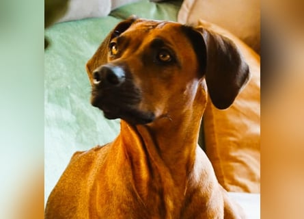 Rodesian Ridgeback Welpen im Kennel "Free Spirit"