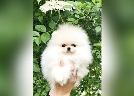 Pomeranian Zwergspitz