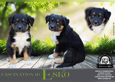 Australian Shepherd Welpen