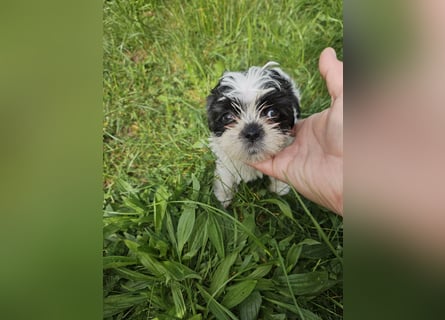 Shih Tzu Mix Welpen vom 18.03.25