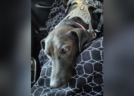 Lucignolo: der beste Freund für deinen Hund