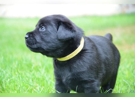 Reinrassige Labradorwelpen (Arbeitslinie)drei schwarze Mädels suchen ein schöne Zuhause