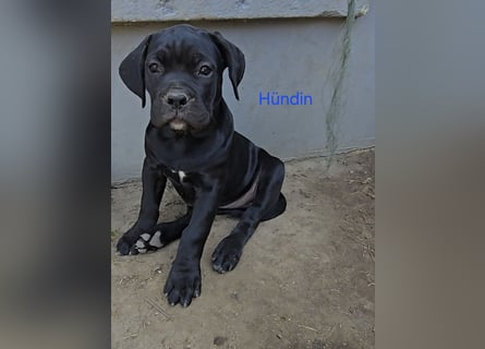 Presa Canario x Cane Corso