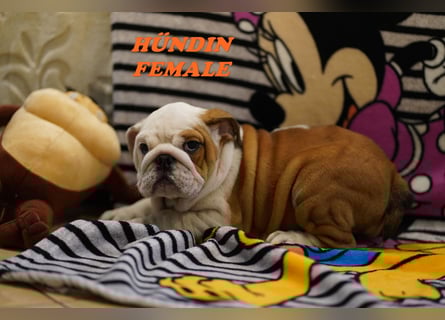 Bezaubernde  & Freiatmende Englische Bulldogge Babys auf Familiensuche