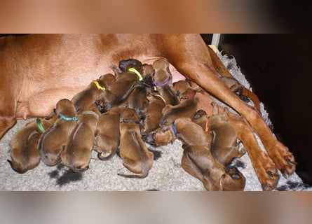 wunderschöne Rhodesian Ridgeback Welpen ! ! ! absolut vitale und einwandfreie kleine Engel