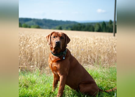 Labrador Welpen Hündinnen / Rüde in Fox- red - USA Line