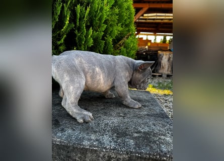 2 wunderschöne Welpen -Blue(grau) und fawn -Mädels