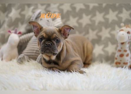 Bezaubernde  & Freiatmende Französische Bulldogge Babys auf Familiensuche
