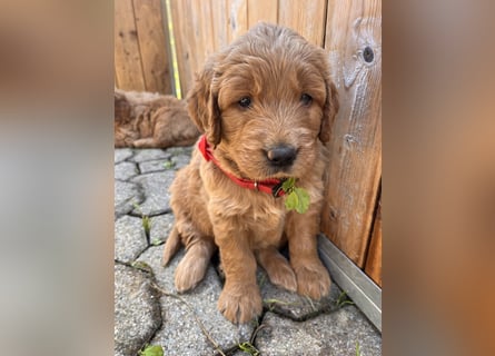 Goldendoodle mini Medium Doodle Abgabe an Pfingsten