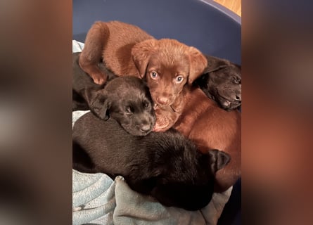 Labrador Mix Welpen