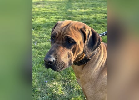Rhodesian Ridgeback Welpen
