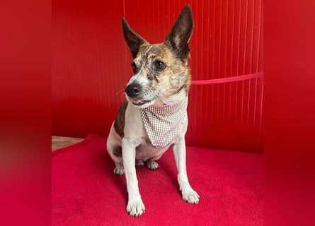 ❤️ liebenswerter kleiner TRÜFFY - 7 Jahre, 30cm/9kg - Mischling