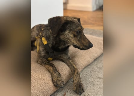 Paco: freut sich über Besuch in Bremen